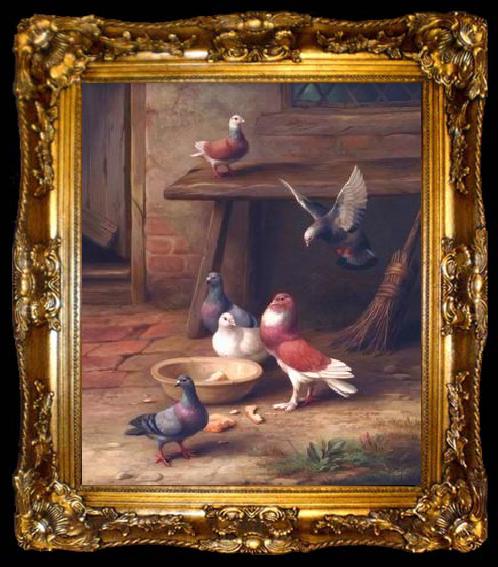 framed  unknow artist Pigeons 064, ta009-2